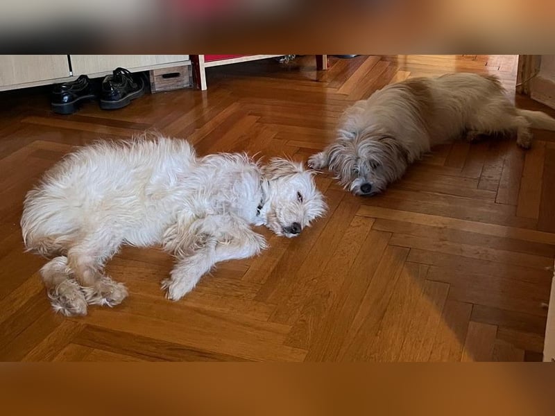 LUMA, unsichere Seele, 1 Jahr, 40 cm, Mischling, Tierschutz, Pflegestelle 40223