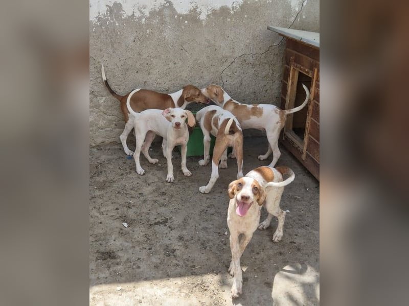 ⭐️KETURA⭐️, gut gelaunte Hündin, 8 Monate, im Wachstum, Mischling, Tierschutz