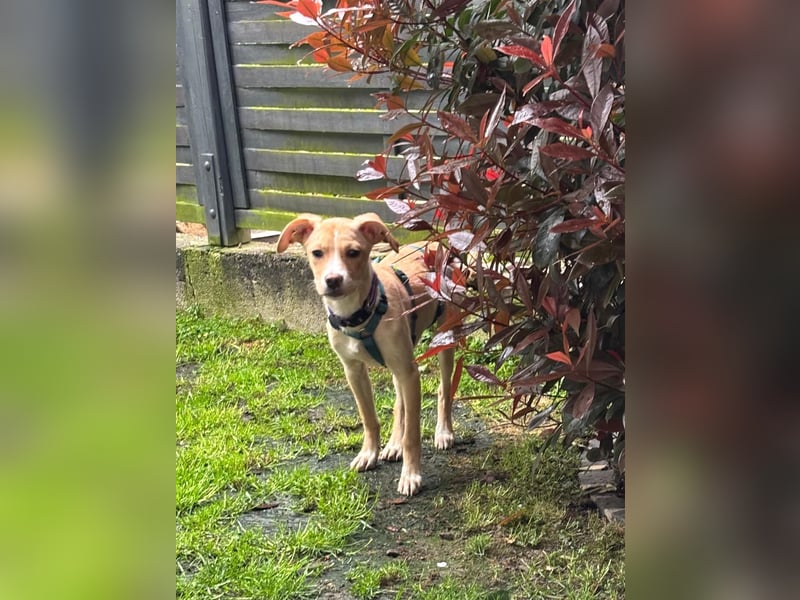 IBIZA, neugieriger Welpe, 3 Monate, 32 cm, Mischling, Tierschutz, Pflegestelle Bonn