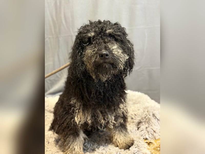 Samu sucht ein liebevolles Zuhause