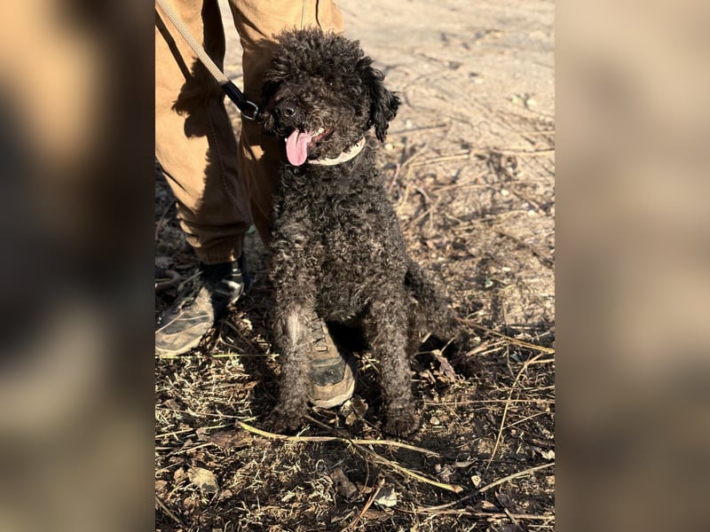 Felda - Sucht ihr Zuhause für immer!