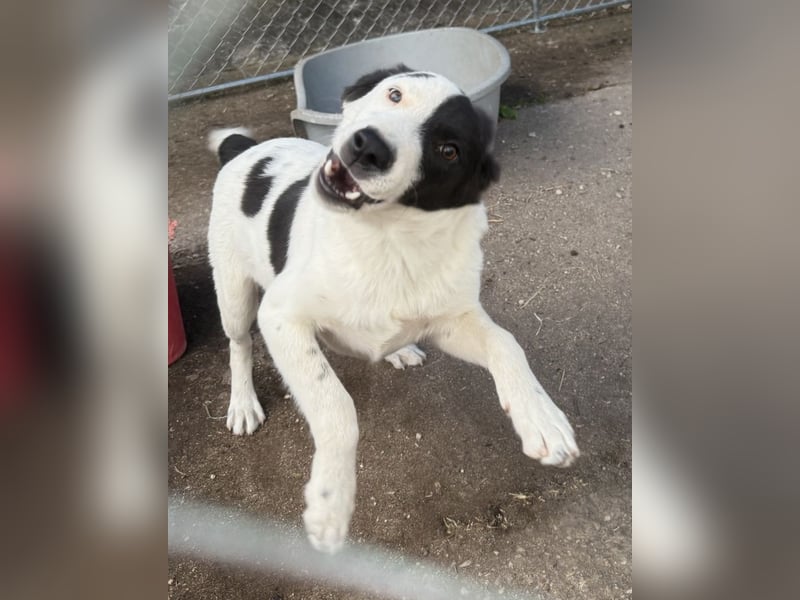 ⭐️SNOOPY⭐️, liebenswerter Spielkamerad, Rüde, 9 Monate, ca. 40cm, Mischling, Tierschutz
