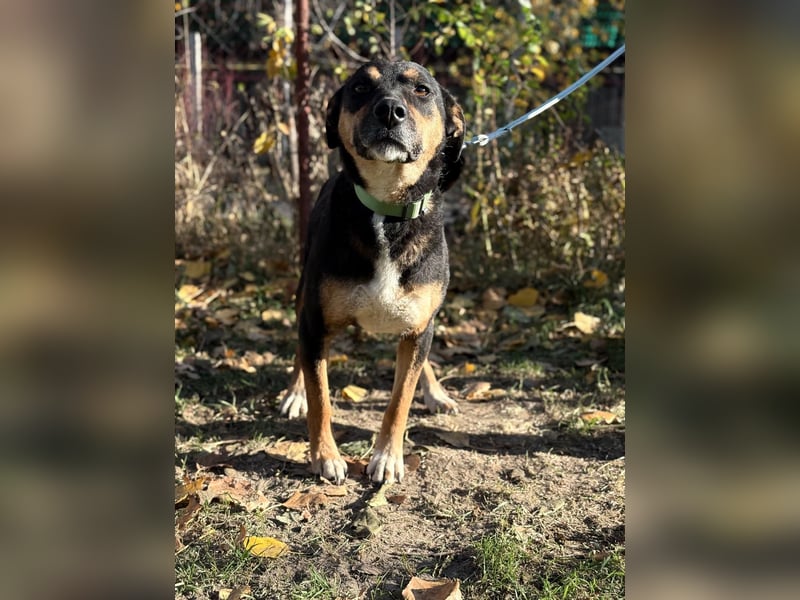 Hugi sucht einen Wegbegleiter