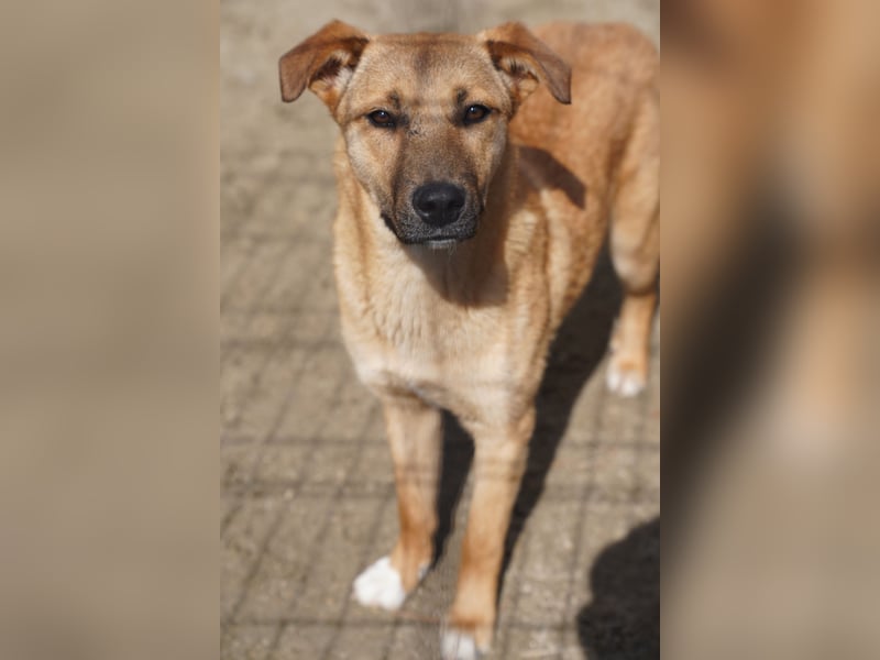 SILLIE, süßes Mischlingsmädchen, 10 Monate, 49 cm, Tierschutz Rumänien
