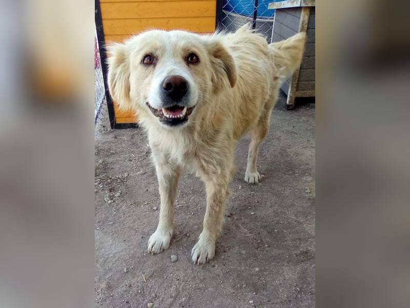 FINCHEN, Herz aus Gold, 5 Jahre, 45 cm, Mischlingshündin, Tierschutz Rumänien