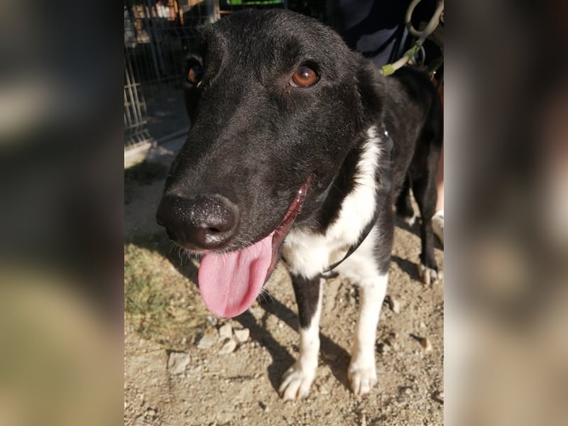 ARCHIE wartet auf sein zuhause