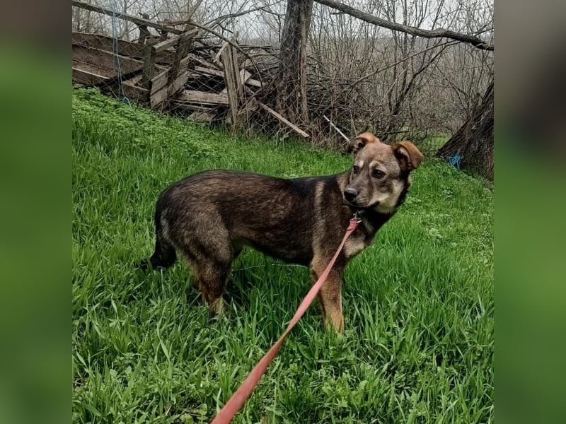 Buffy Tierschutzhund sucht ein Zuhause