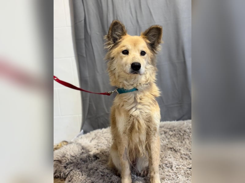 wunderschöne Levendula wartet auf Dich