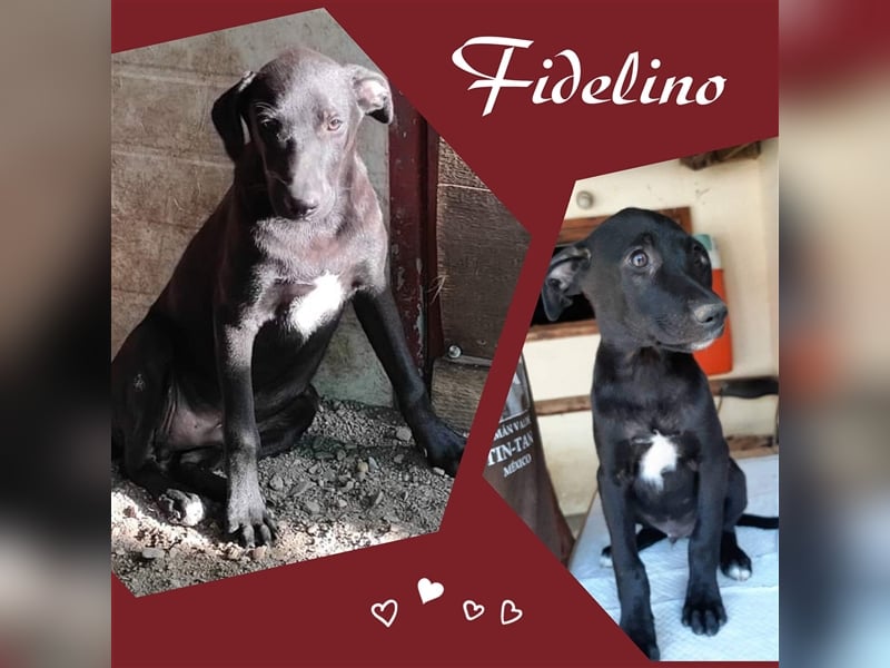 Fidelino sucht seine Menschen!