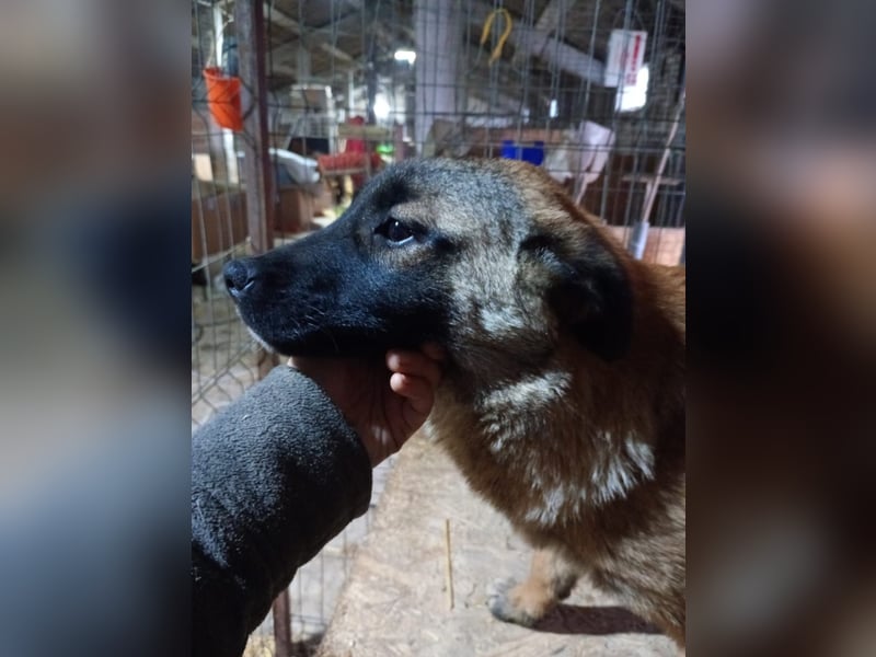 ⭐️TASCHA⭐️, Malinois-Mischling, Hündin, 9 Monate, 50 cm, Mischling, Tierschutz Rumänien