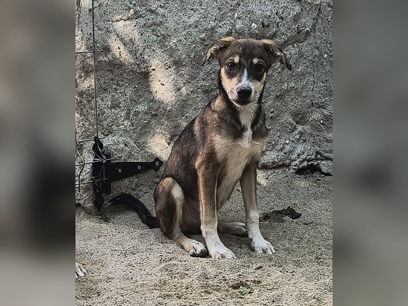 ILKER, neugieriger Hundejunge, 7 Monate, im Wachstum, Mischling, Tierschutz