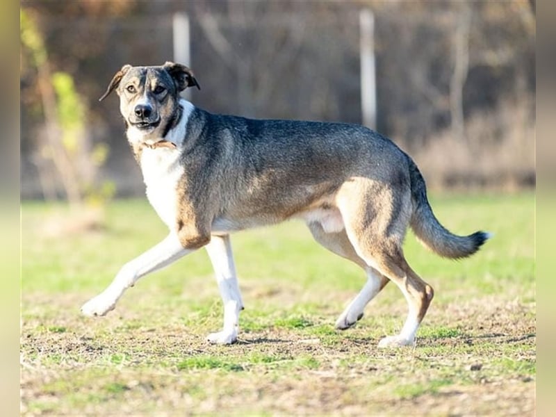 Rüde Larry ist ein prima Kerl. Er lebt in Rumänien bei der Ärztin die ihn gerettet hat