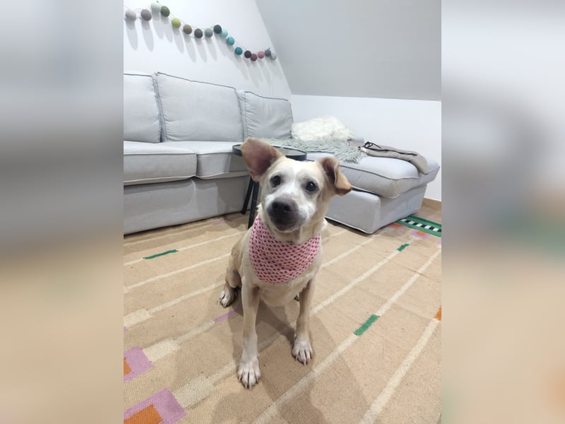 Pepe wartet in Augsburg