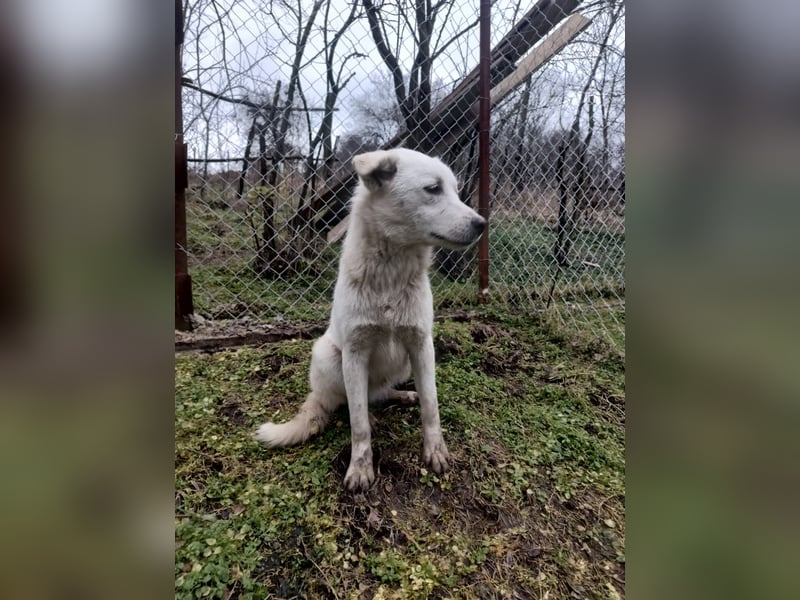 Zeus Tierschutzhund sucht ein Zuhause