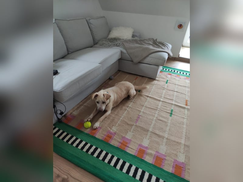 Pepe wartet in Augsburg