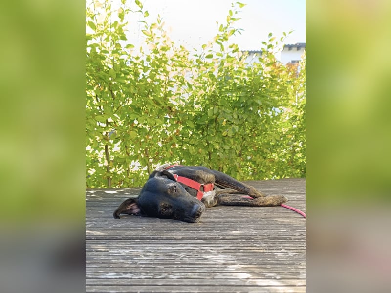 Aktive Pflegehündin Pina wartet in 52385 Nideggen auf ihr Happy End!