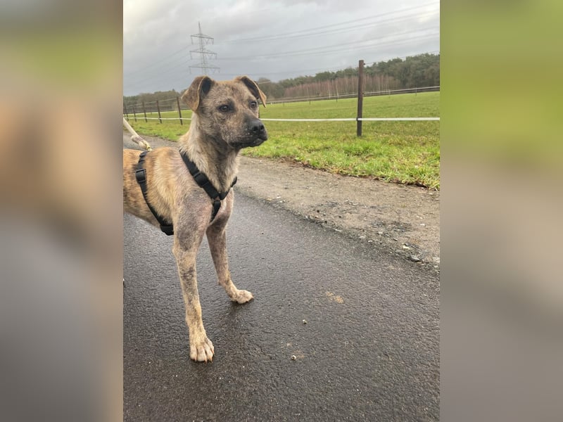 LIV, pure Liebe, 1 Jahr, 40 cm, Mischlingsmädchen, Tierschutz Rumänien, Pflegestelle 46359