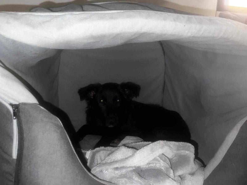 Smilla - auf Pflegestelle in 50969 Köln ( G,C )