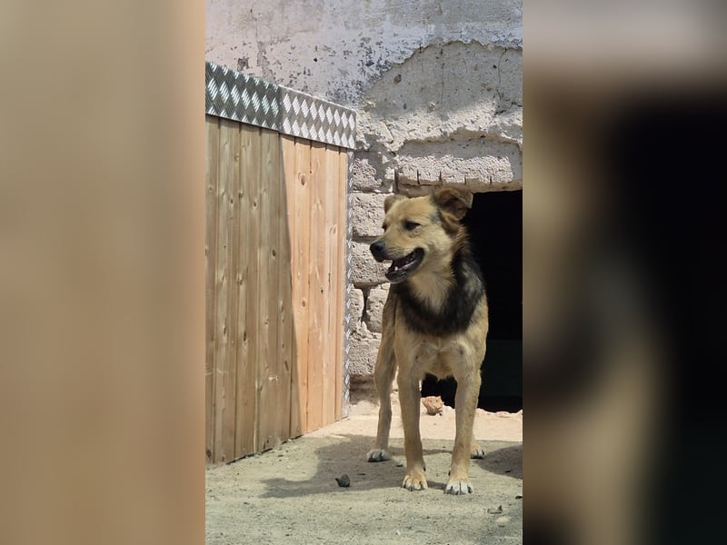 SAGO, Rüde, 2,5 Jahre, 49 cm, Mischling, Tierschutz
