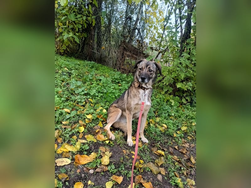 Kara Tierschutzhund sucht ein Zuhause