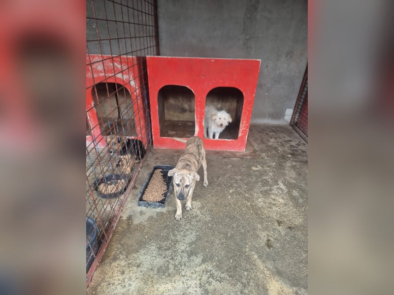 LIV, pure Liebe, 1 Jahr, 40 cm, Mischlingsmädchen, Tierschutz Rumänien, Pflegestelle 46359