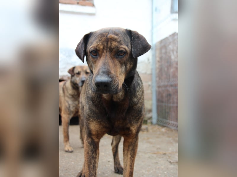 ⭐️ZICO⭐️, besonderes Seelchen, Rüde, 3,5 Jahre, 48 cm, Mischling, Tierschutz Rumänien