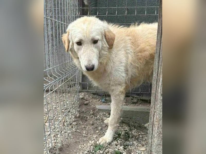 ⭐️CEDRIC⭐️, Goldschatz, Rüde, 3,5 Jahre, 50 cm, Mischling, Tierschutz Rumänien