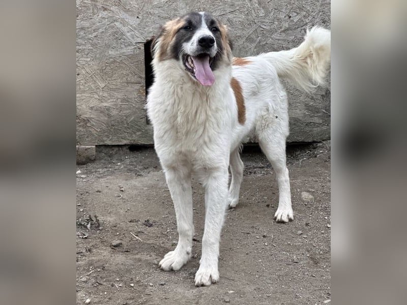 ⭐️JAMY⭐️, Gute-Laune-Kumpel, Rüde, 1,5 Jahre, 46 cm, Mischling, Tierschutz