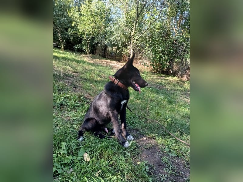 Blacky Tietschutzhund sucht ein Zuhause