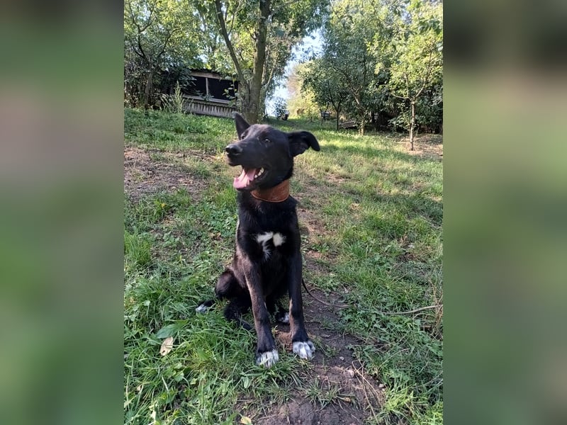 Blacky Tietschutzhund sucht ein Zuhause