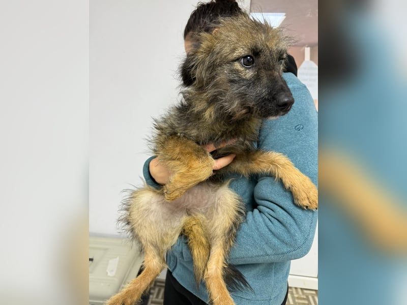 ⭐️Hearty⭐️, Herzensbrecherin, Hündin, 11 Monate, 38 cm, Mischling, Tierschutz