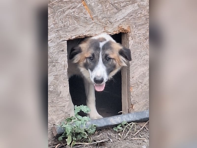 ⭐️JAMY⭐️, Herzblatt, Rüde, 2Jahre, 46 cm, Mischling, Tierschutz