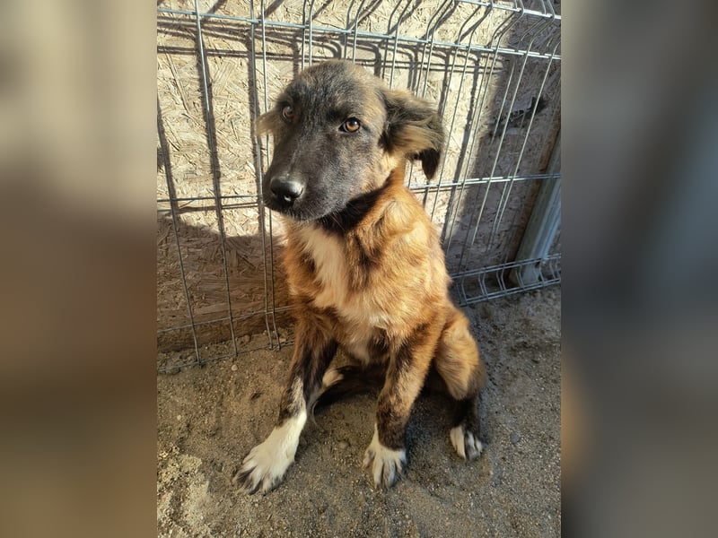 ⭐️CAJA⭐️, sanftes Welpenmädchen, 8 Monate, 40 cm, Mischling, Tierschutz