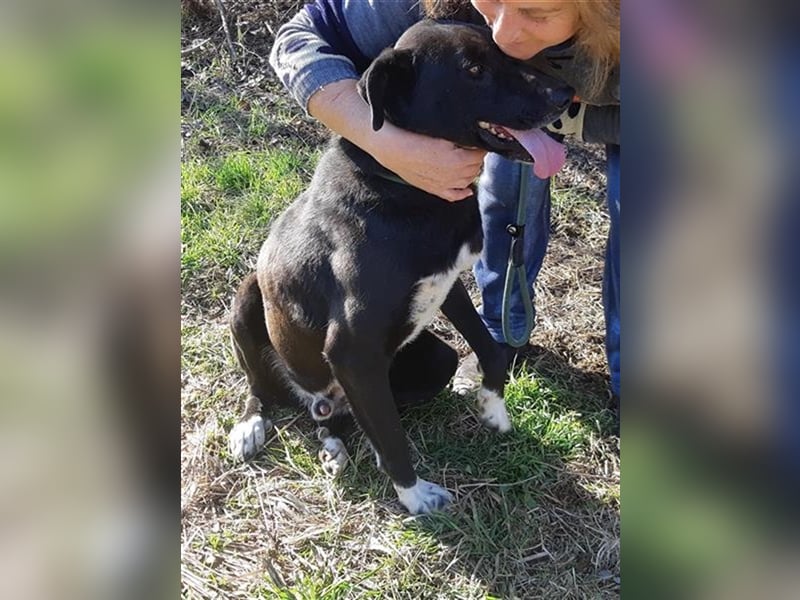 Tom(Romica) wartet seit 6 Jahren in einem Rum. Tierheim auf ein Zuhause