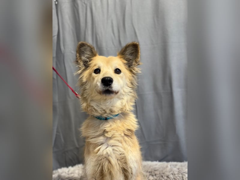 wunderschöne Levendula wartet auf Dich