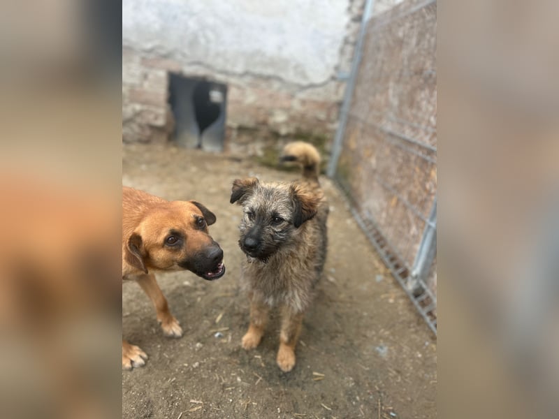 HEARTY, zuckersüßes Spielkind, 1 Jahr, 41 cm, Mischlingsmädchen, Tierschutz Rumänien
