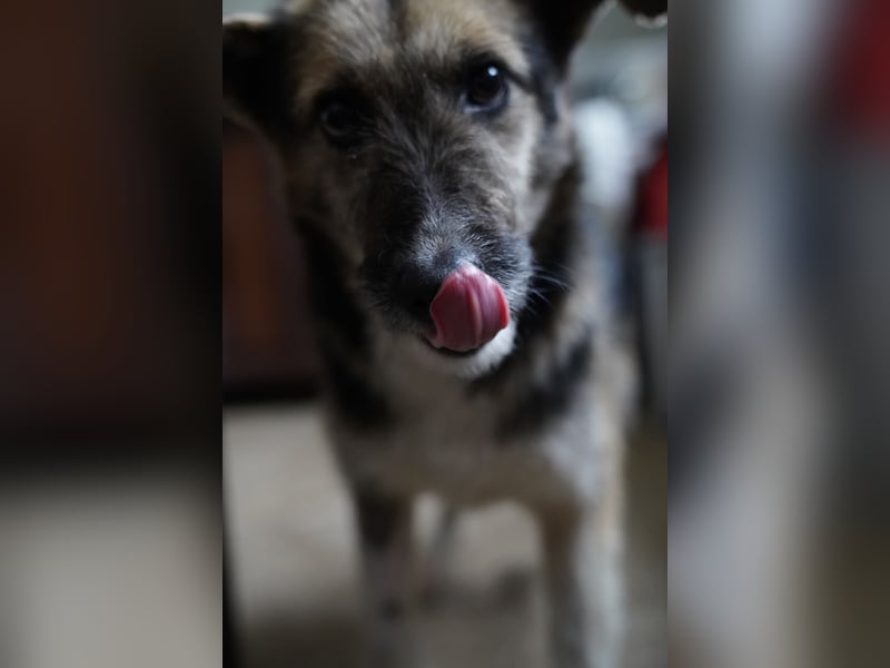 ⭐️OLIVIA⭐️, entspannte Hündin, 2 Jahre, 50 cm, Mischling, Tierschutz Rumänien