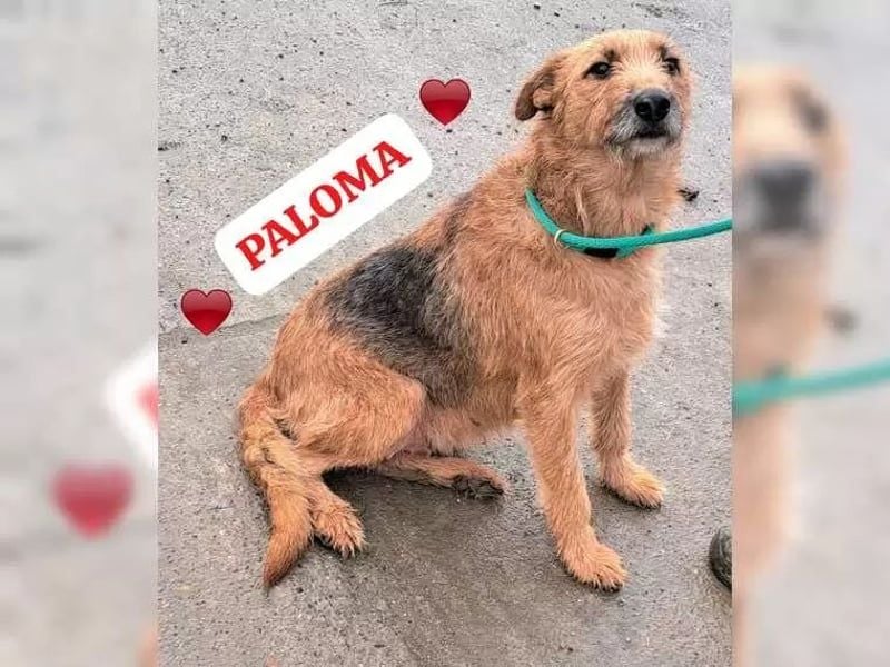 Pablo möchte Rumänien ganz schnell verlassen