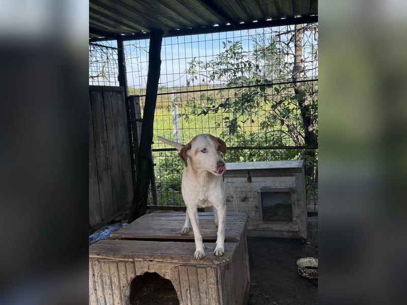 Picúr wartet schon so lange auf ihr Zuhause