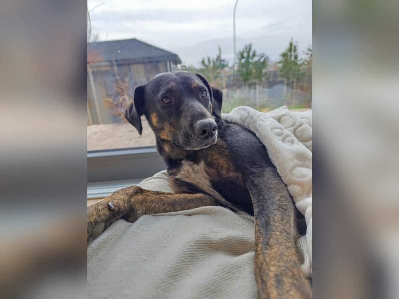 Aktive Pflegehündin Pina wartet in 52385 Nideggen auf ihr Happy End!