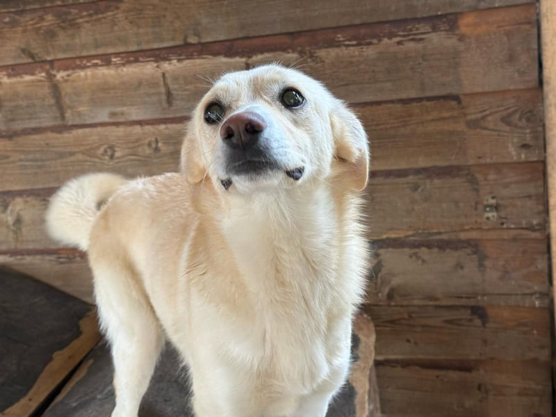 Junge Hündin Joyce stellt sich vor