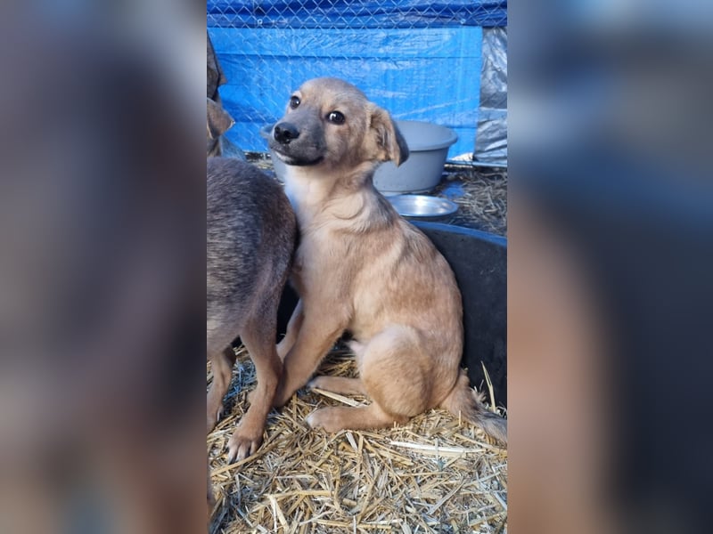 ⭐️Armani⭐️, aufgeweckter Welpe, Rüde, 6 Monate, im Wachstum, Mischling, Tierschutz