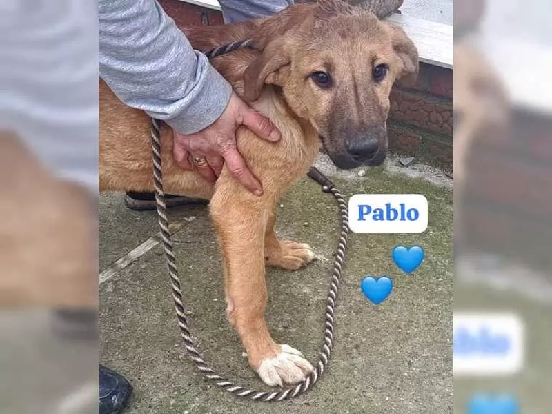 Jundhund Pablo möchte Rumänien ganz schnell verlassen