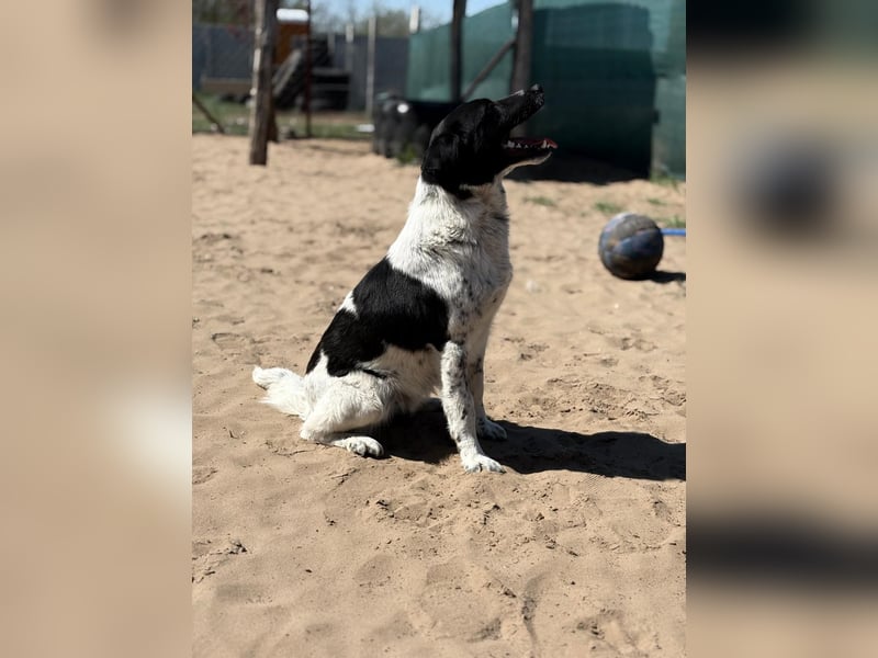 Gaston: Kleiner Reisender sucht Ziel