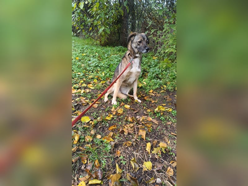 Kara Tierschutzhund sucht ein Zuhause