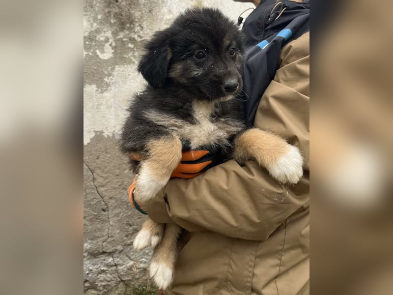 STELUTA, süßes Leckermäulchen, 3 Monate, 27 cm, Mischlingsmädchen, Tierschutz Rumänien