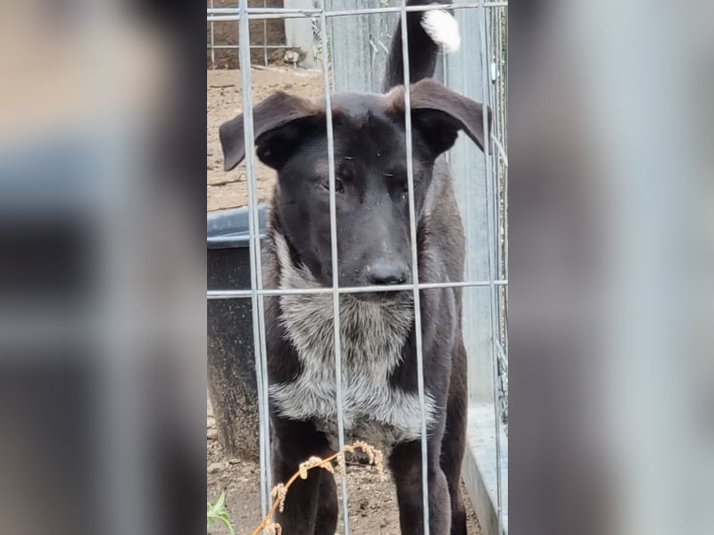 ⭐️SMOKY⭐️, sportlicher Rüde, 1 Jahr, 46 cm, Mischling, Tierschutz