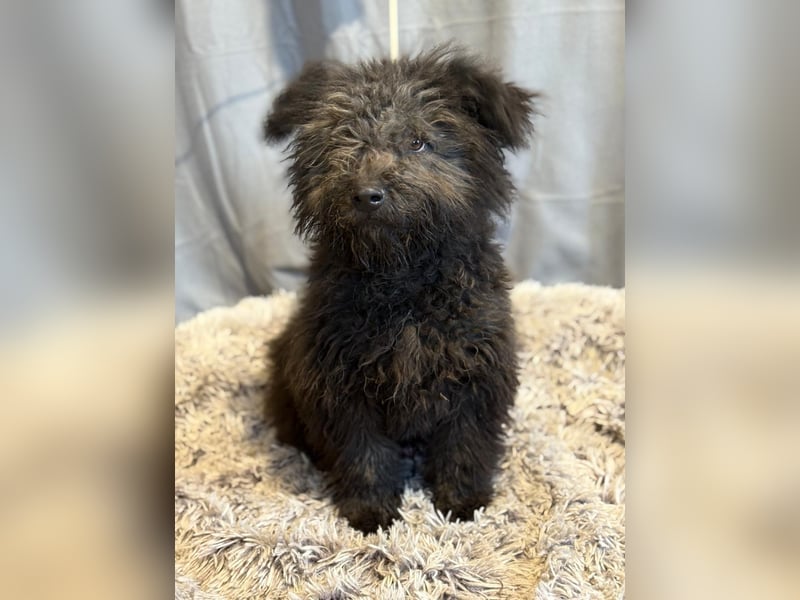 Palko sucht einen Schutzengel