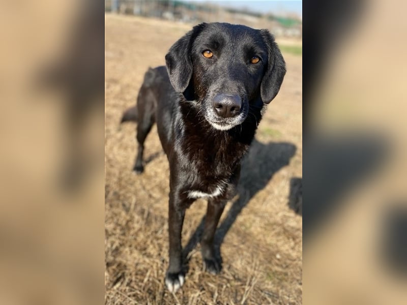 Africa, geb. ca. 01/2019, lebt in GRIECHENLAND, im städt. Tierheim Serres