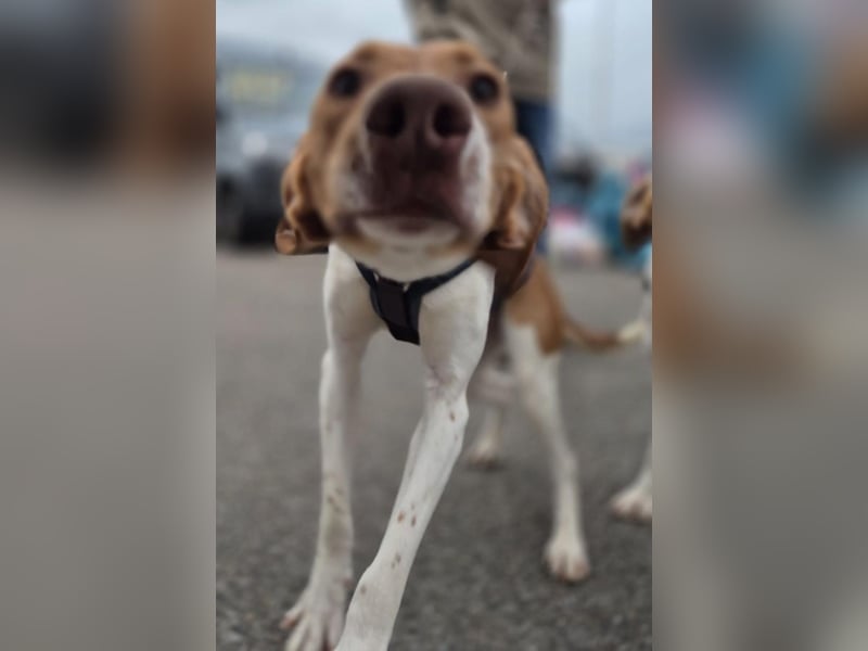 KATRA, Schmusebacke, 1 Jahr, 45 cm, Mischling, Tierschutz, Pflegestelle 57635